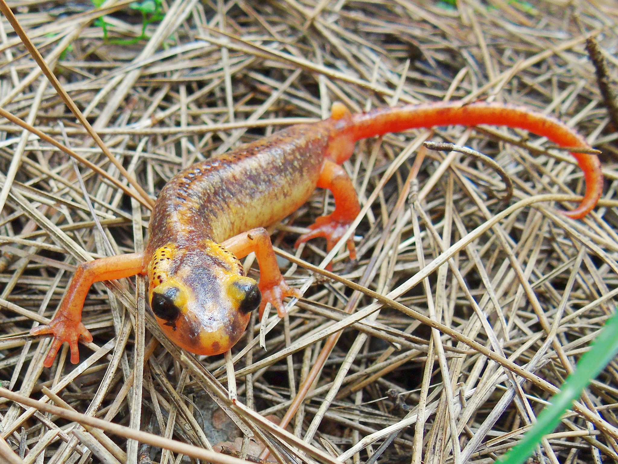 Lycian Salamander